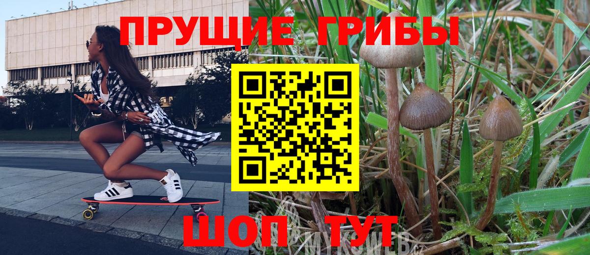 Псилоцибиновые грибы Psilocybine cubensis Берёзовский